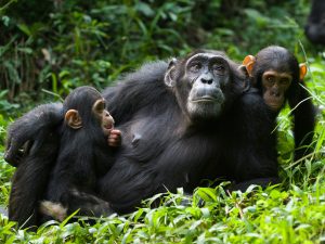 Mountain gorilla resting in Bwindi Impenetrable National Park Uganda