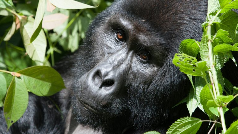 a close view of a mountain gorilla