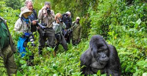 Gorilla trekking trail in Rushaga sector Bwindi