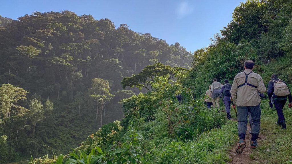gorilla trekking trail conditions in Bwindi Impenetrable National Park