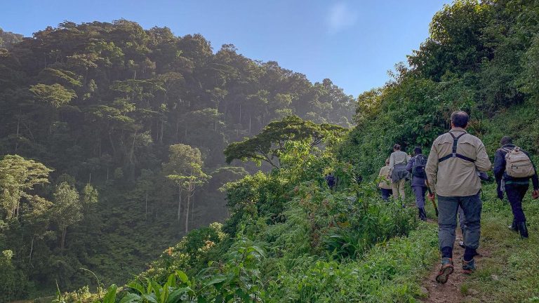 gorilla trekking trail conditions in Bwindi Impenetrable National Park